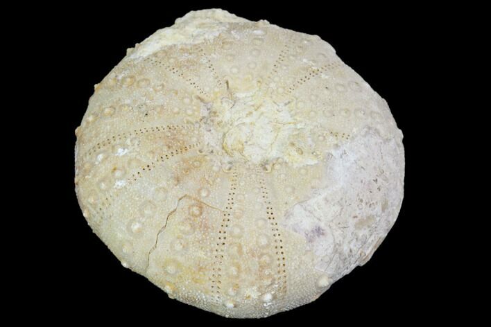 Fossil Sea Urchin (Heterodiadema) - Morocco #104491